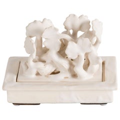 Matthew Solomon, Gingko Box, United States, 2016