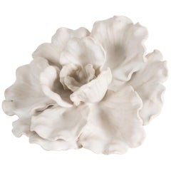 Matthew Solomon, Peony, United States, 2016