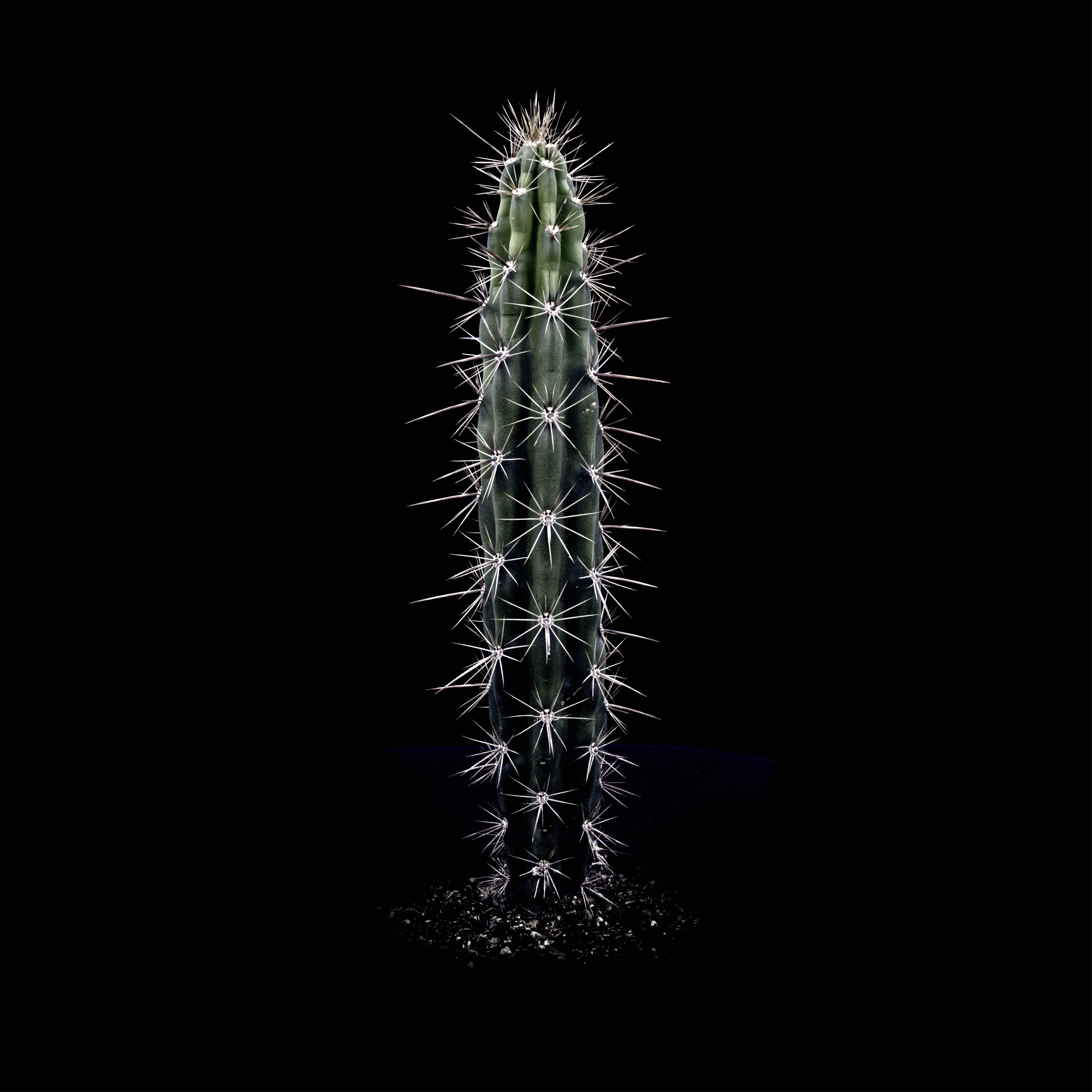 CACTS  CORRYOCACTUS URMIRIENSIS, Photograph, Archival Ink Jet