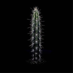 CACTS  CORRYOCACTUS URMIRIENSIS, Photograph, Archival Ink Jet