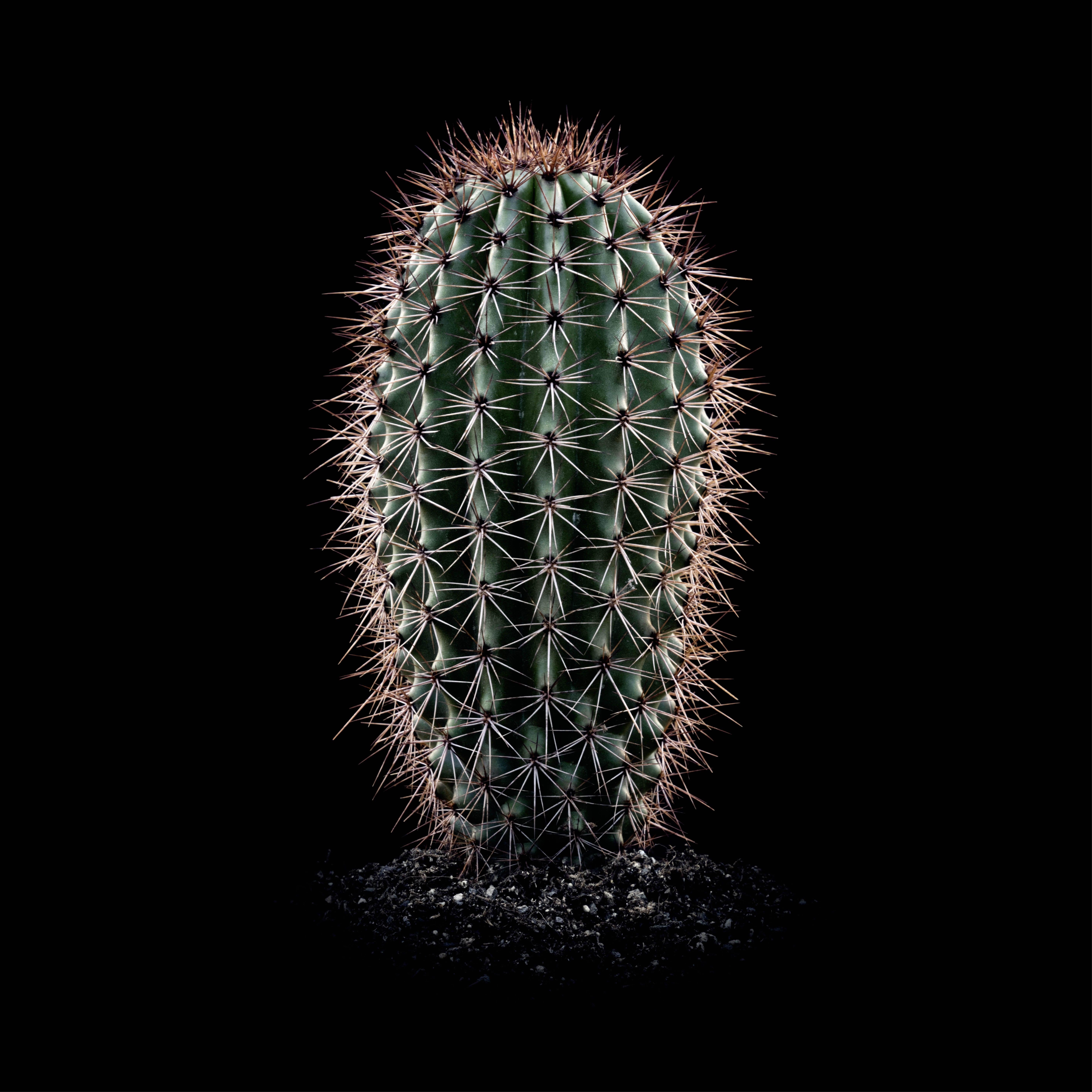 CACTS  MARSHALLOCEREUS THURBERI, Photograph, Archival Ink Jet