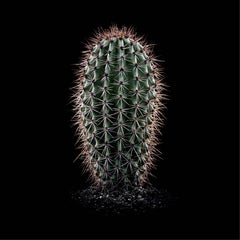 CACTS  MARSHALLOCEREUS THURBERI, Photograph, Archival Ink Jet