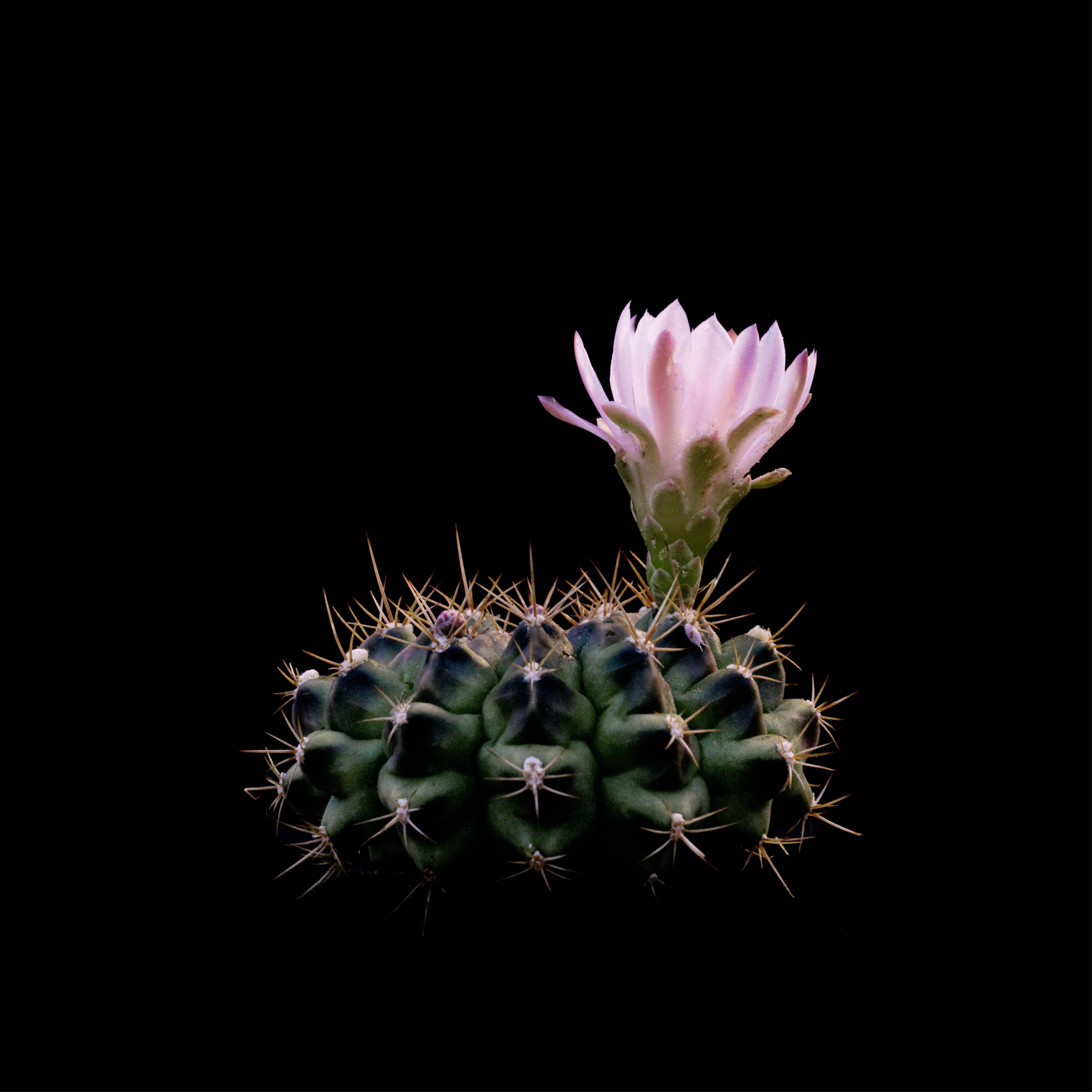 CACTUS BLOOMING, Photograph, Archival Ink Jet