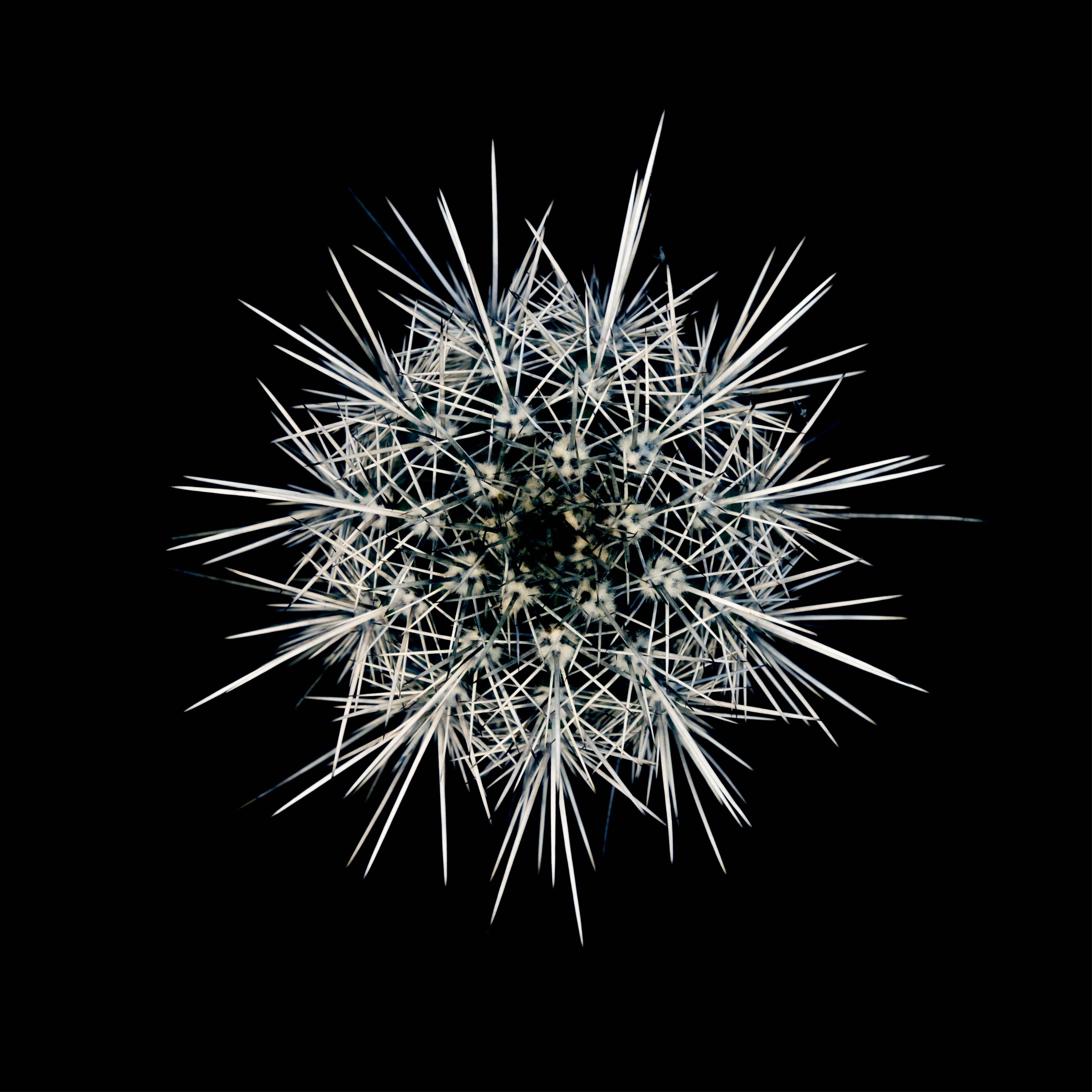CACTUS  CORRYOCACTUS URMIRIENSIS, Photograph, Archival Ink Jet