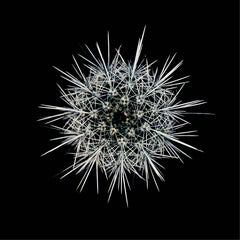 CACTUS  CORRYOCACTUS URMIRIENSIS, Photograph, Archival Ink Jet