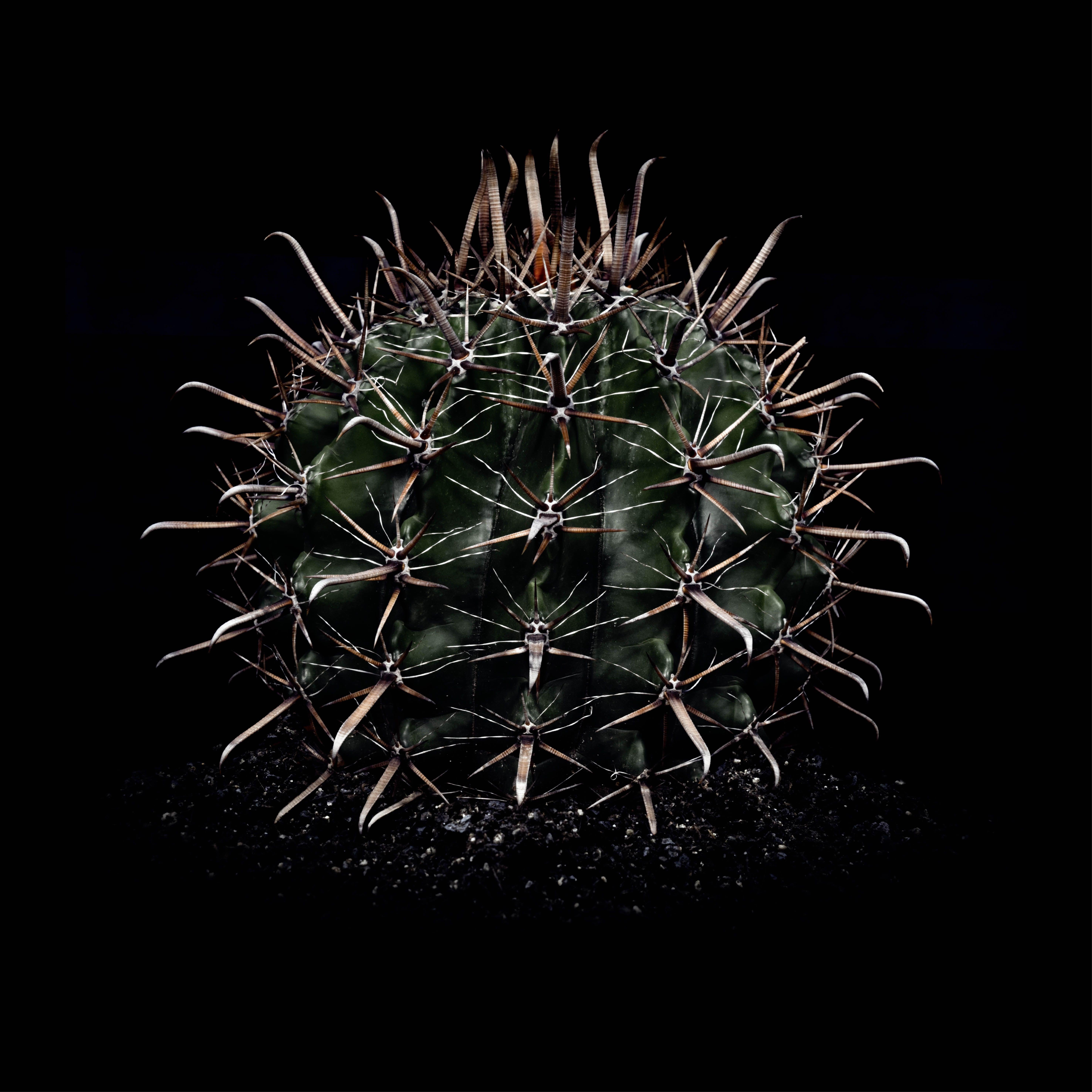 CACTUS  FEROCACTUS HORRIDUS, Photograph, Archival Ink Jet