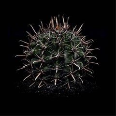 CACTUS  FEROCACTUS HORRIDUS, Photograph, Archival Ink Jet