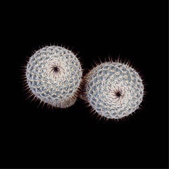 CACTUS  MAMILLARIA HAAGEANA, Photograph, Archival Ink Jet