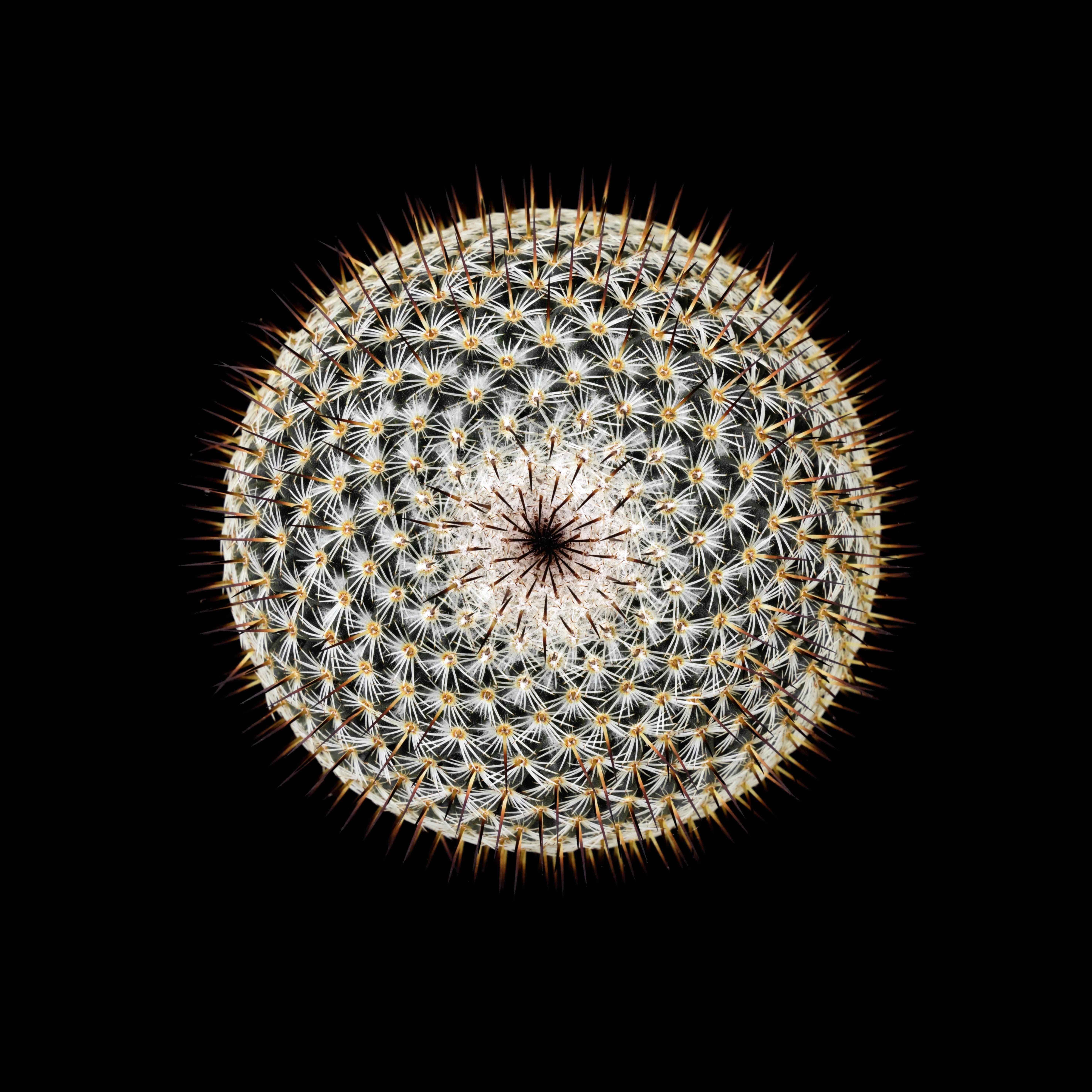 CACTUS  MAMMILLARIA ALBILANATA #02, Photograph, Archival Ink Jet
