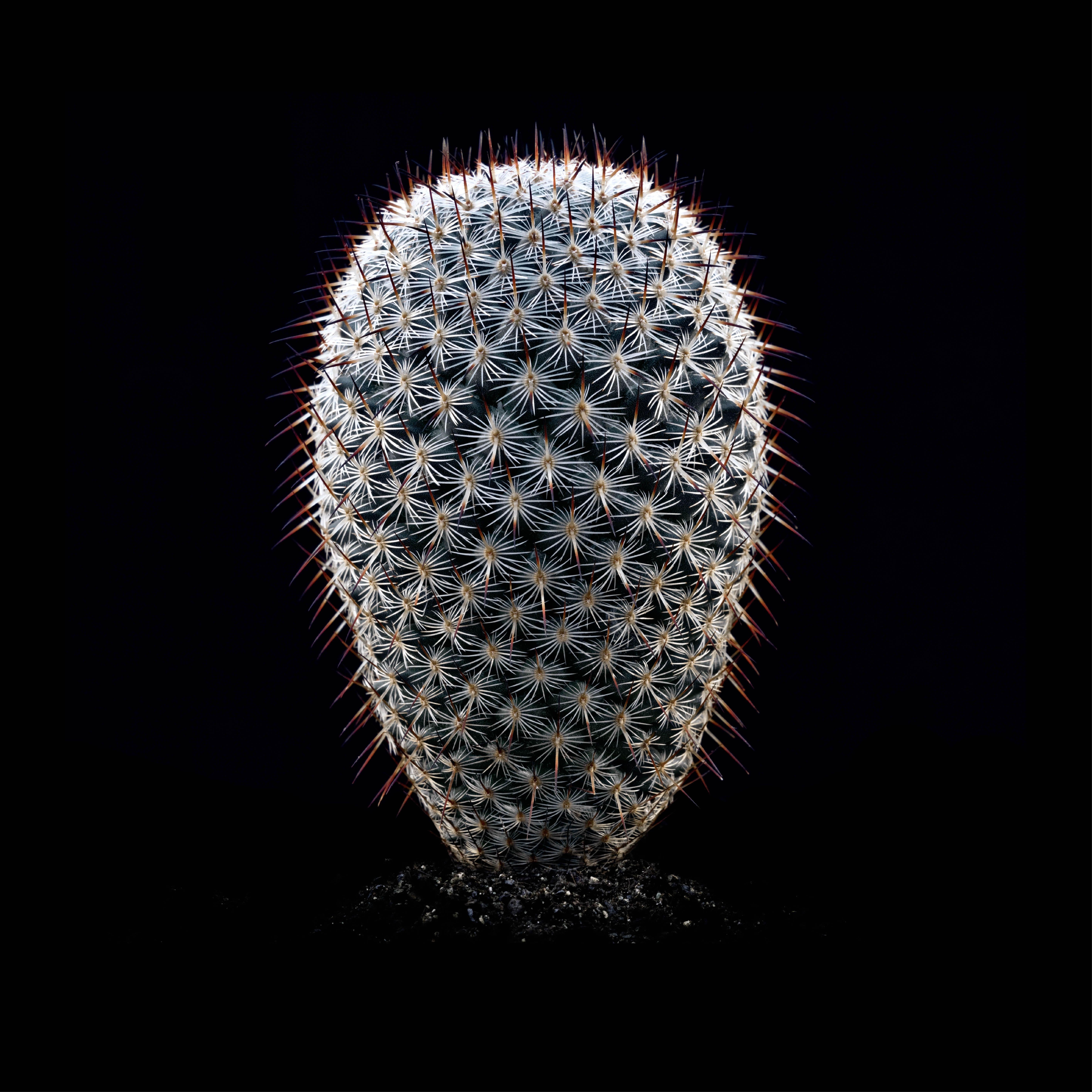 CACTUS  MAMMILLARIA ALBILANATA, Photograph, Archival Ink Jet
