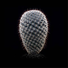 CACTUS  MAMMILLARIA ALBILANATA, Photograph, Archival Ink Jet