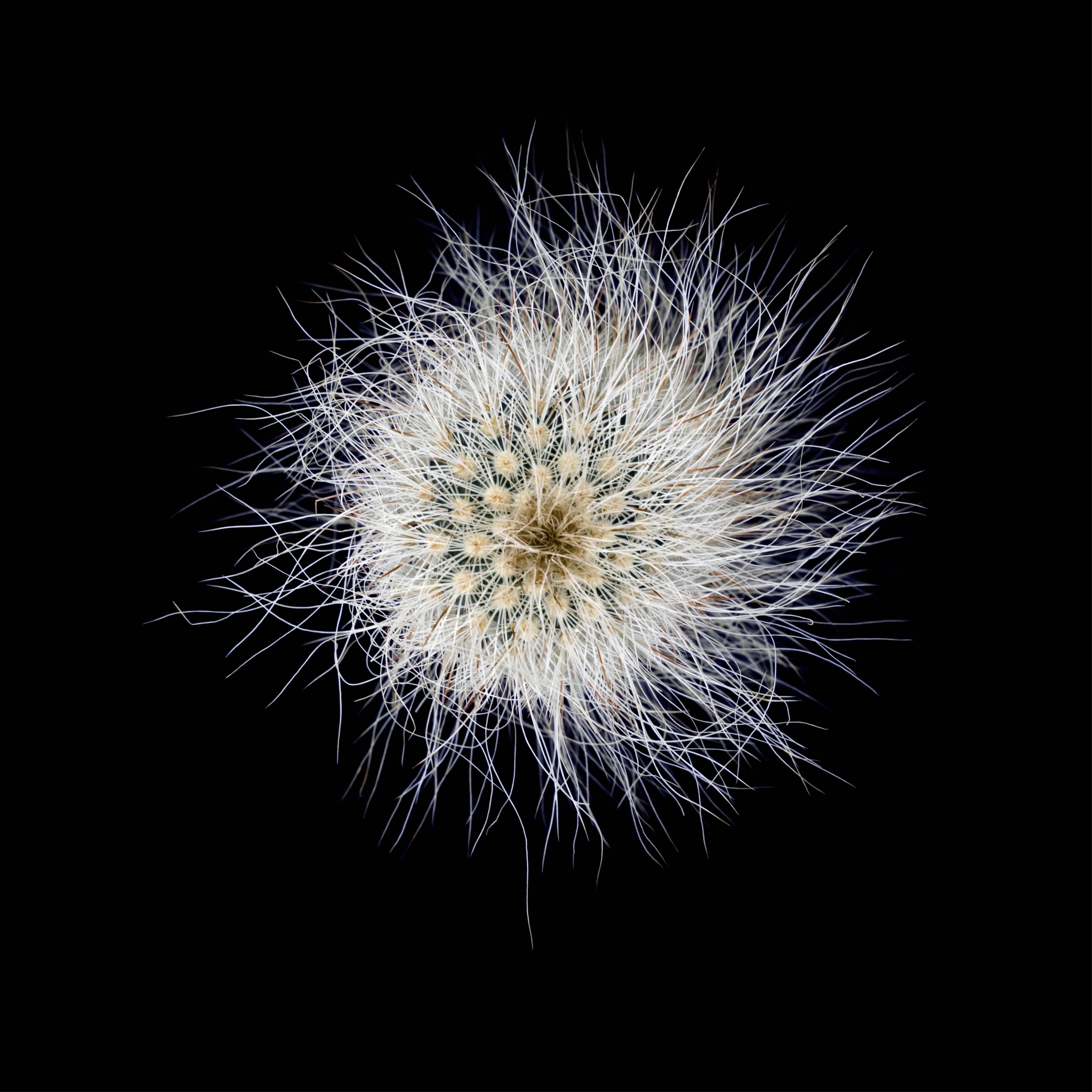 CACTUS  MAMMILLARIA SENILIS n°02, photographie, jais d'encre d'archives