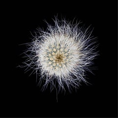 CACTUS  MAMMILLARIA SENILIS #02, Photograph, Archival Ink Jet