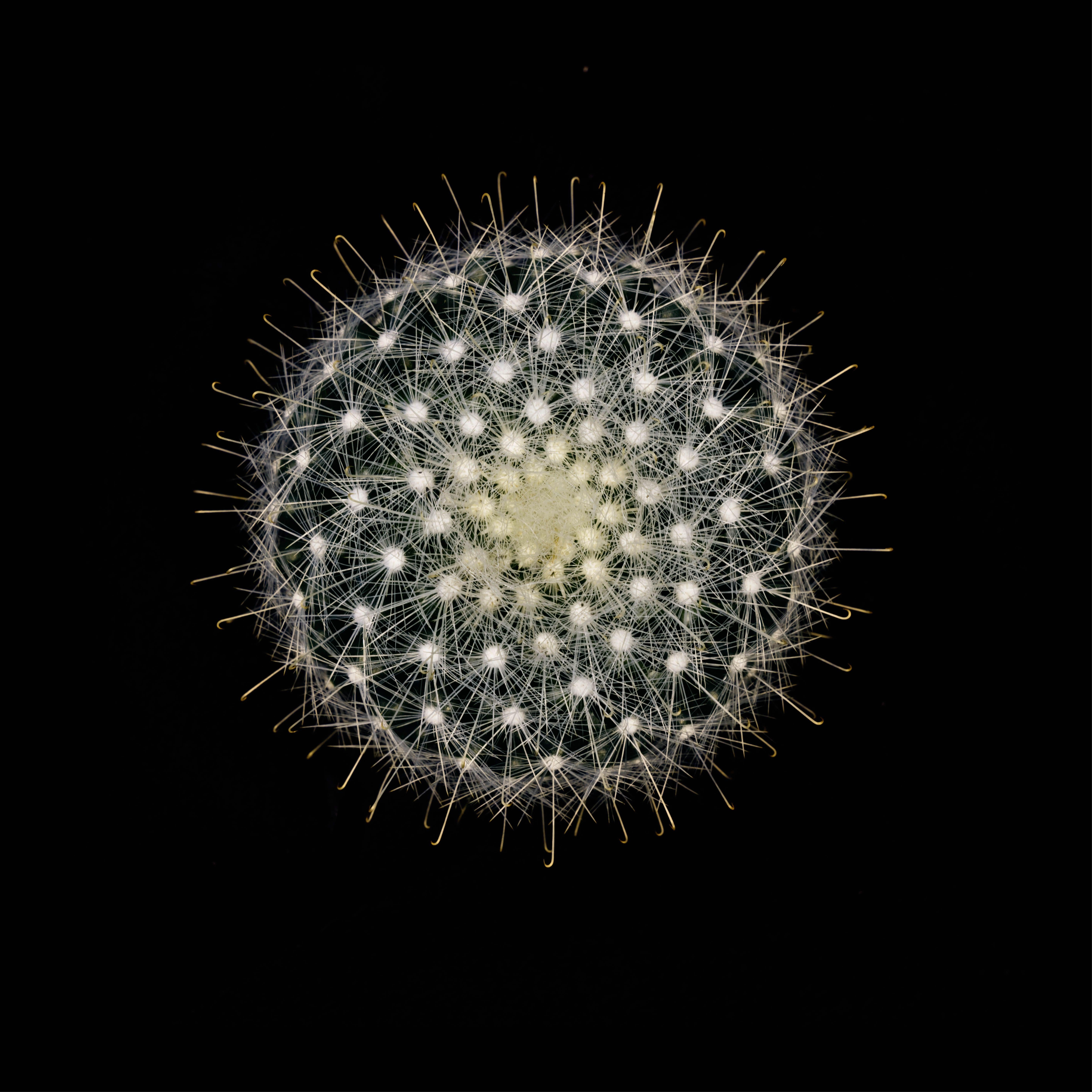 CACTUS  MAMMILLARIA SENILIS #03, Photograph, Archival Ink Jet