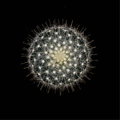 CACTUS  MAMMILLARIA SENILIS #03, Photograph, Archival Ink Jet
