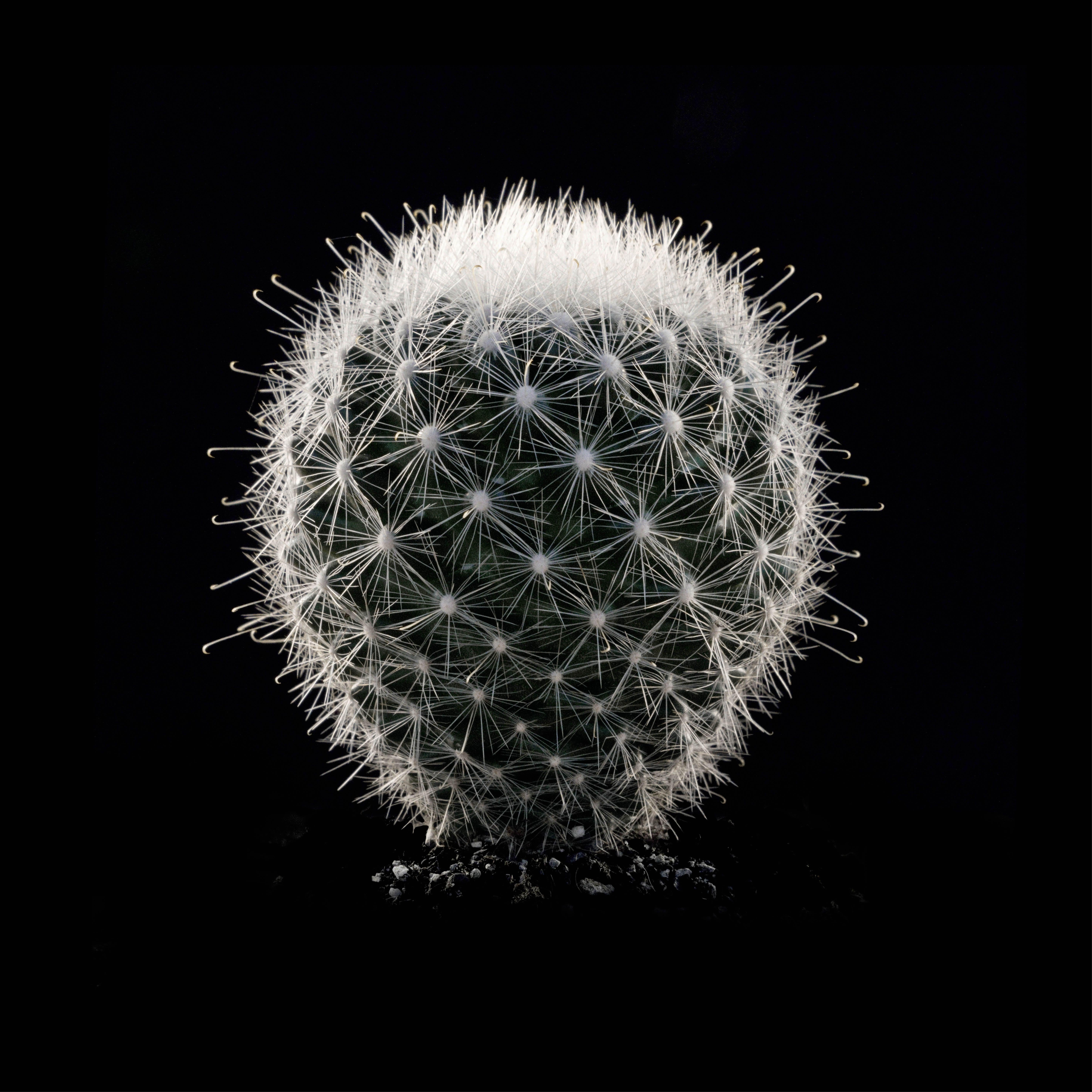 CACTUS  MAMMILLARIA SENILIS #04, Photograph, Archival Ink Jet