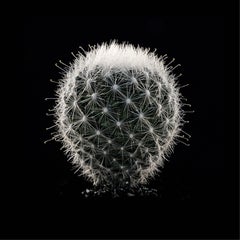 CACTUS  MAMMILLARIA SENILIS #04, Photograph, Archival Ink Jet