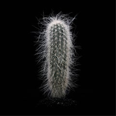 CACTUS  MAMMILLARIA SENILIS, Photograph, Archival Ink Jet