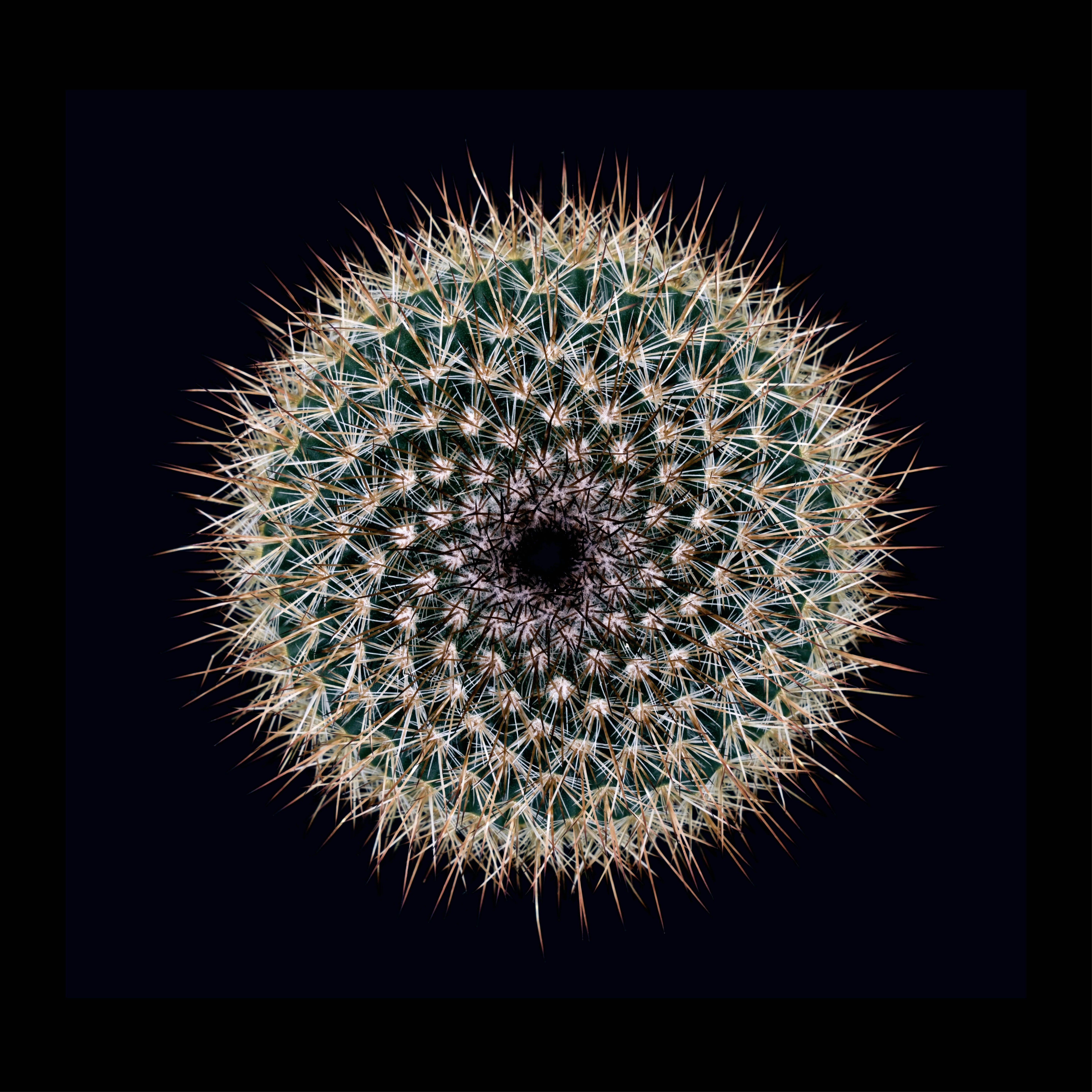 CACTUS  MAMMILLARIA SPINOSISSIMA SANGUINEA, Photograph, Archival Ink Jet