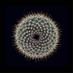CACTUS  MAMMILLARIA SPINOSISSIMA SANGUINEA, Photograph, Archival Ink Jet