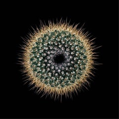 CACTUS  MAMMILLARIA SPINOSISSIMA 'SUPER RED', Photograph, Archival Ink Jet