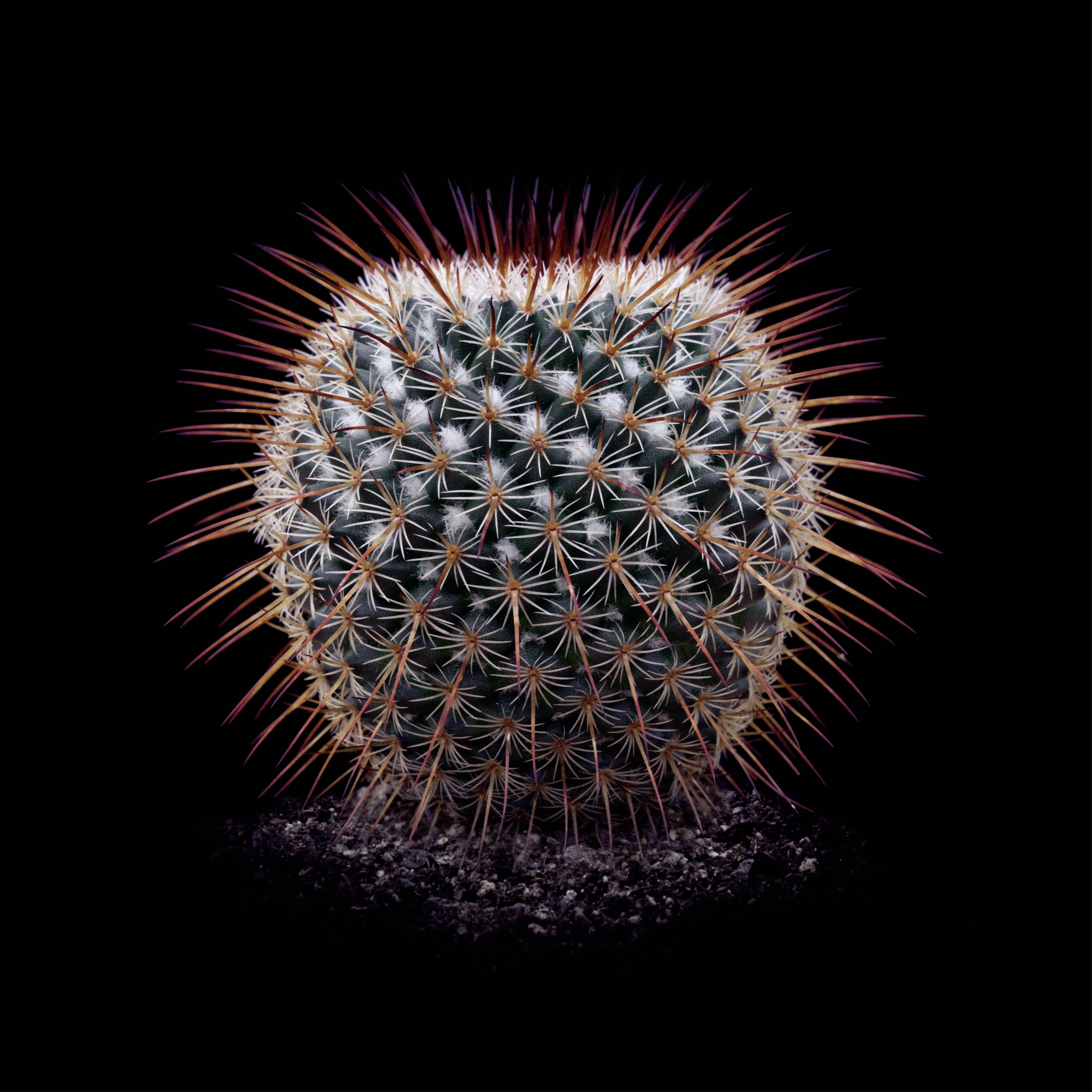 CACTUS  MMILLARIA DIXANTHOCENTRON, Photograph, Archival Ink Jet