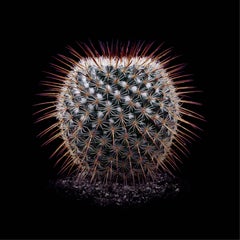 CACTUS  MMILLARIA DIXANTHOCENTRON, Photograph, Archival Ink Jet