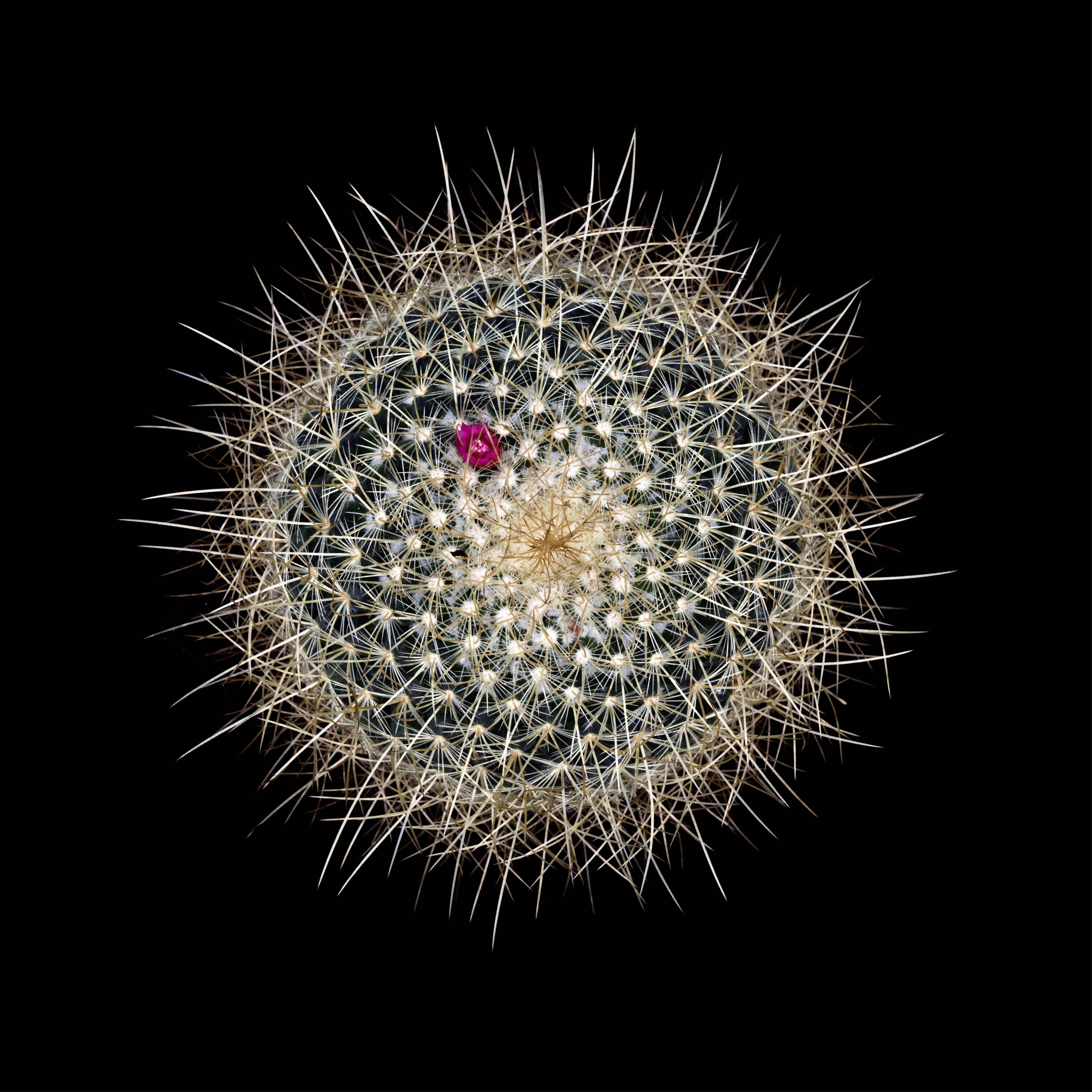 Matthias Rommel Color Photograph - CACTUS  MMMILLARIA RHODANTHA AUREICE, Photograph, Archival Ink Jet