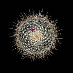 CACTUS  MMMILLARIA RHODANTHA AUREICE, Photograph, Archival Ink Jet