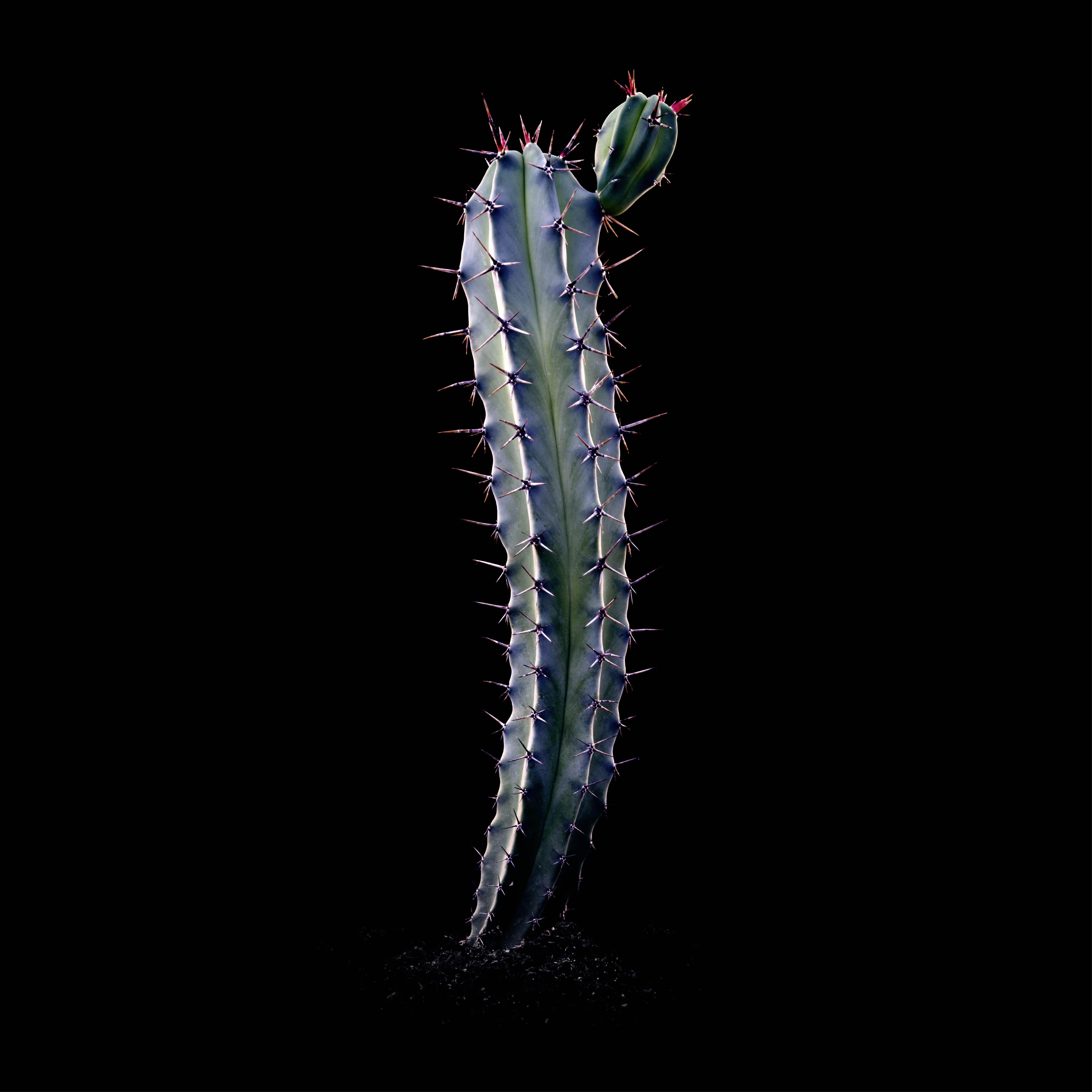 CACTUS  MYRTILLOCACTUS COCHAL, Photograph, Archival Ink Jet