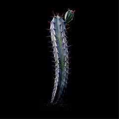 CACTUS  MYRTILLOCACTUS COCHAL, Photograph, Archival Ink Jet