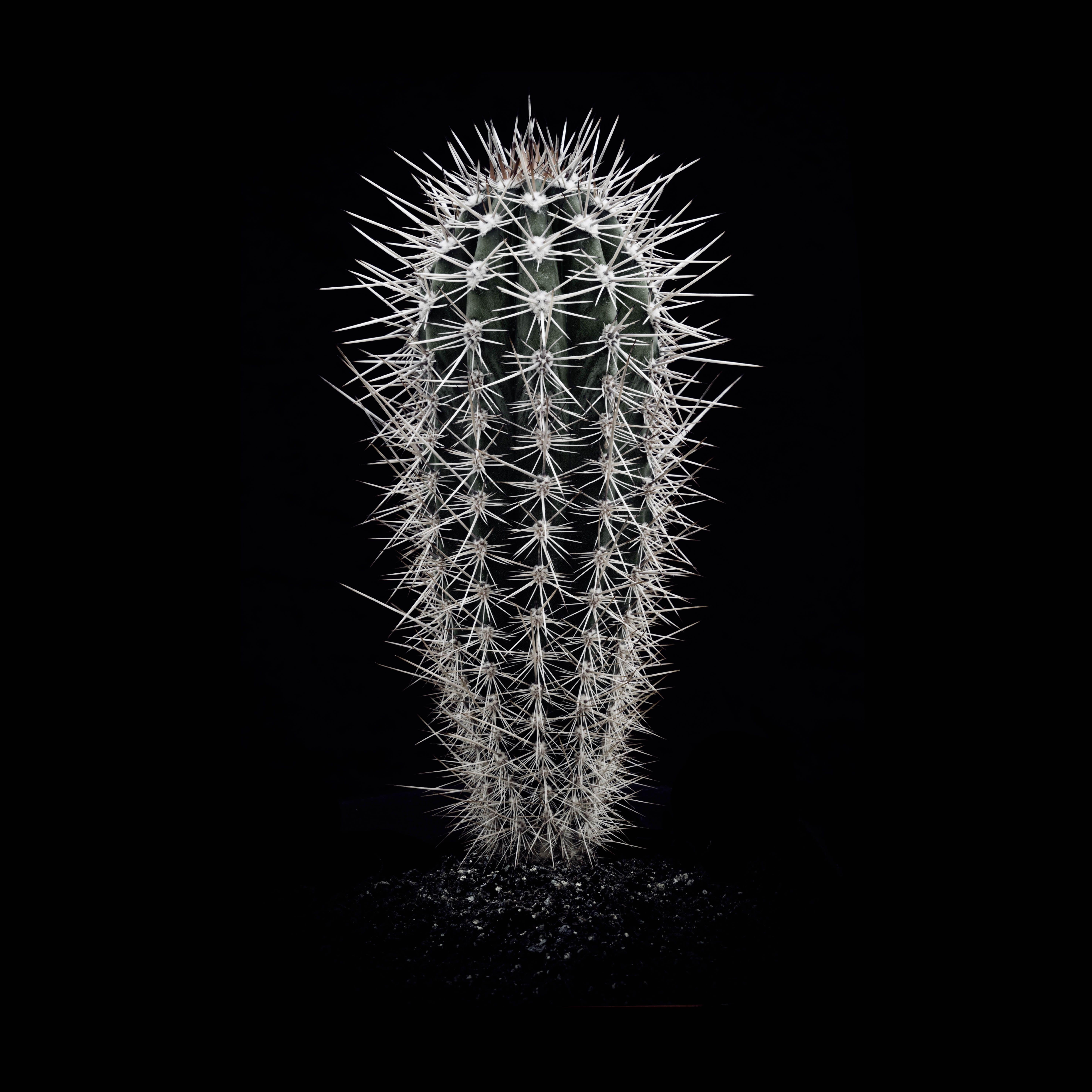 CACTUS  PACHYCEREUS PRINGLEI, Photograph, Archival Ink Jet