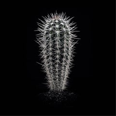 CACTUS  PACHYCEREUS PRINGLEI, Photograph, Archival Ink Jet