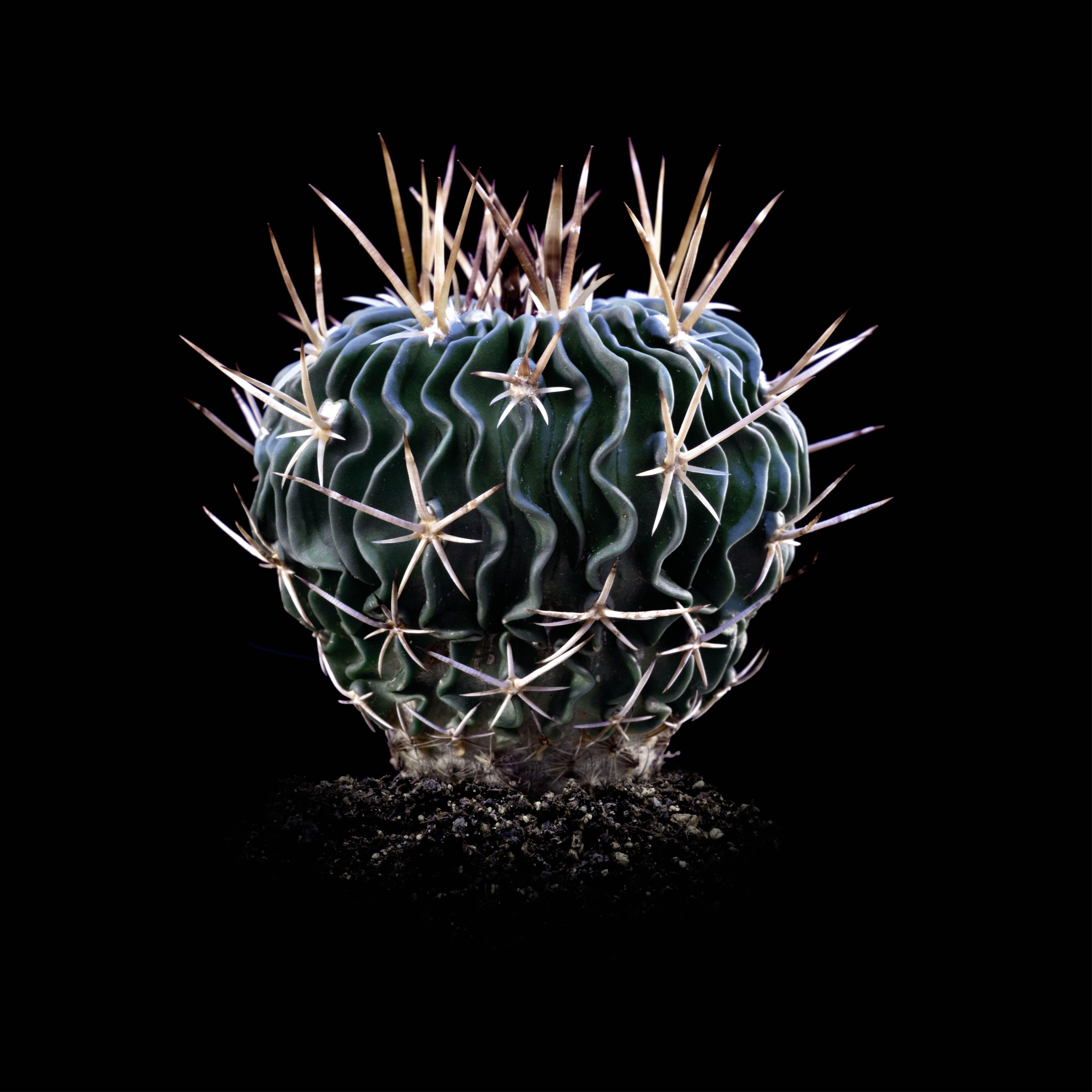 Matthias Rommel Color Photograph - CACTUS, Photograph, Archival Ink Jet