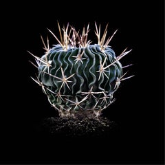 CACTUS, Photograph, Archival Ink Jet