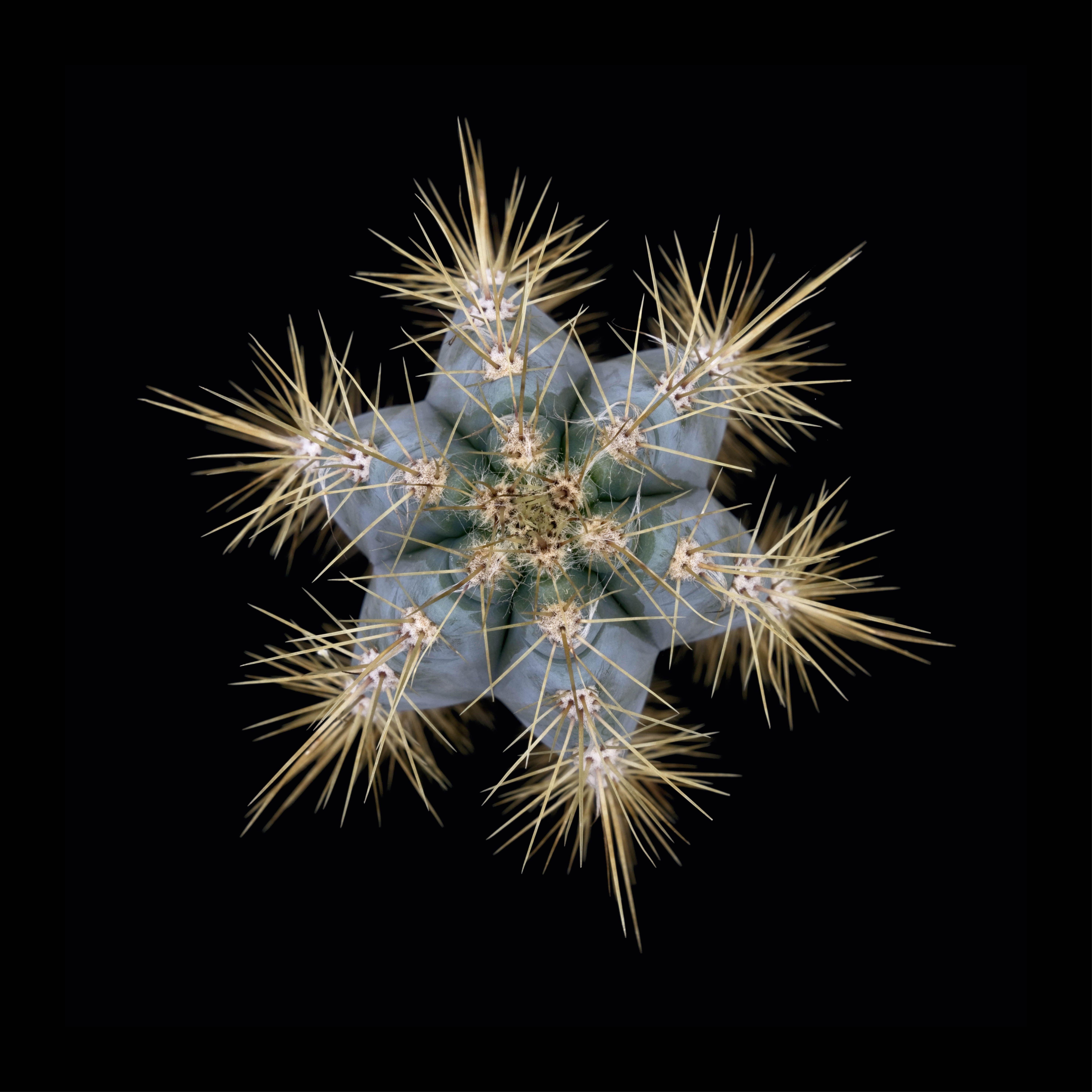Matthias Rommel Color Photograph - CACTUS  PILOSOCEREUS AZUREUS, Photograph, Archival Ink Jet