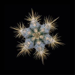 CACTUS  PILOSOCEREUS AZUREUS, Photograph, Archival Ink Jet