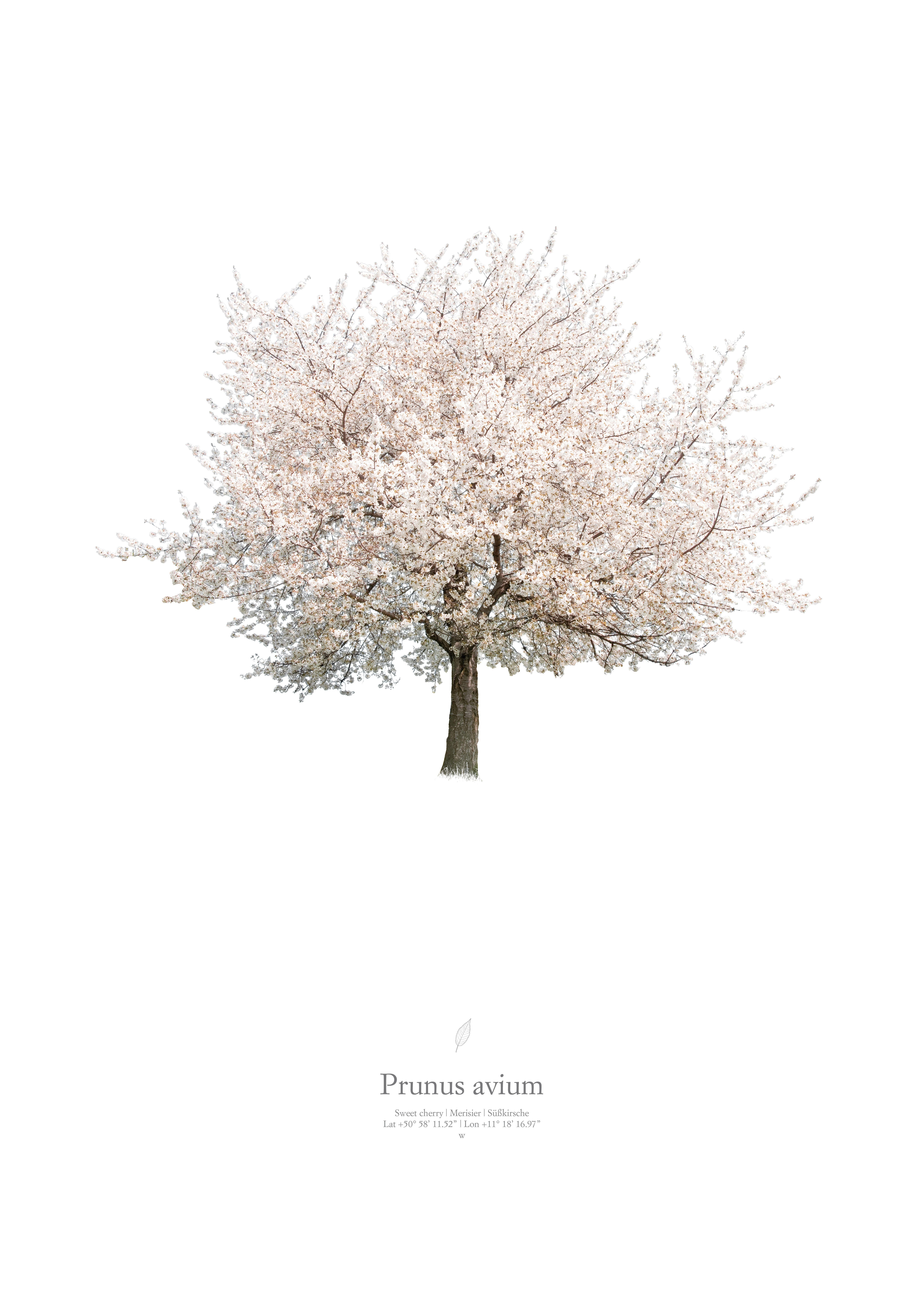 Matthias Rommel Color Photograph – Prunus avium  Frühlingsporträt, Fotografie, Archivierter Tintenstrahl