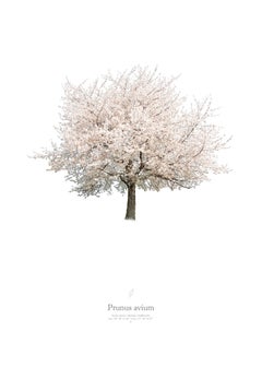 Prunus avium  spring portrait, Photograph, Archival Ink Jet