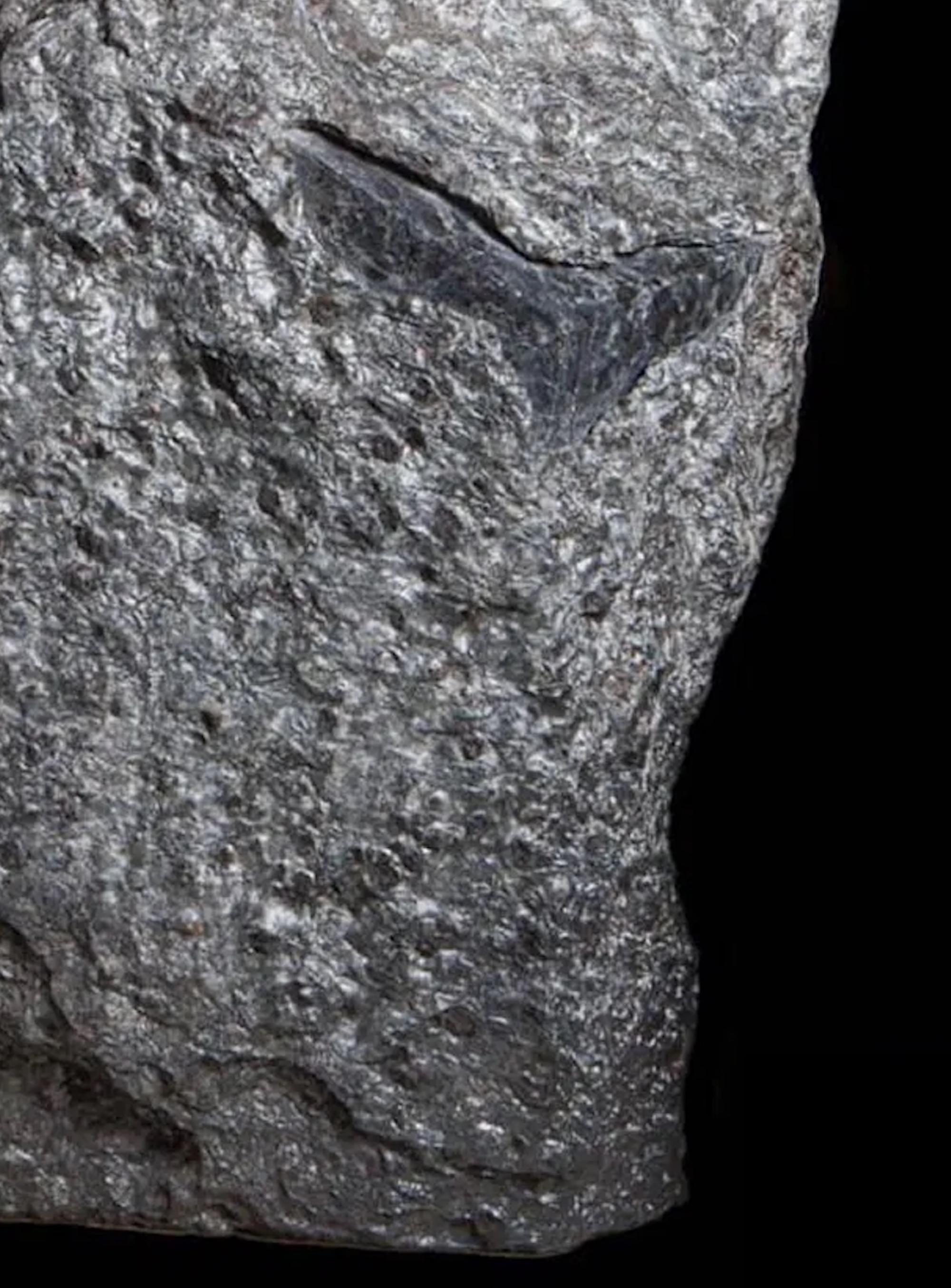 MM2 di Mattia Bosco - Scultura di grandi dimensioni, marmo Palissandro, tonalità di grigio, ferro in vendita 7