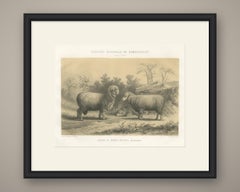 Mauchamp Merino Ram and Ewe, Rambouillet, Antique Sheep Print, 1873
