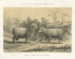 Mauchamp Merino Ram and Ewe, Rambouillet, Antique Sheep Print, 1873