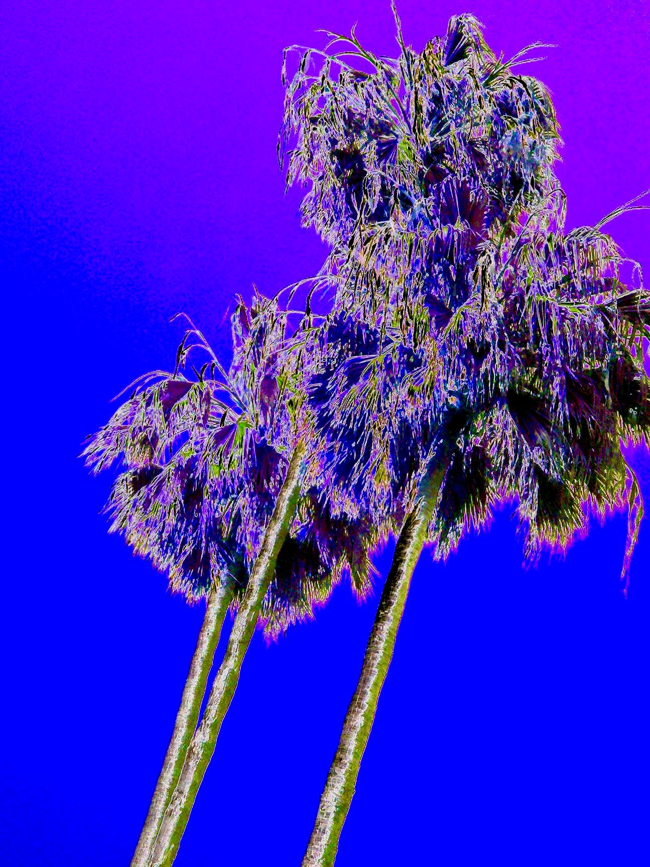 Maureen J Haldeman Color Photograph – LA PALMS (Violett)