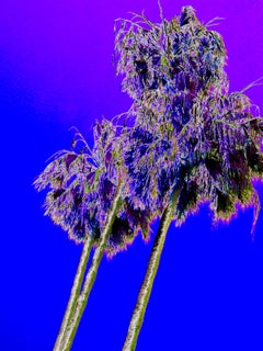 LA PALMS (Violeta)
