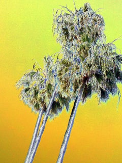 LA PALMS (Dye Sublimation Solorisierte Aluminiumdrucke auf Eurorahmen) YELLOW
