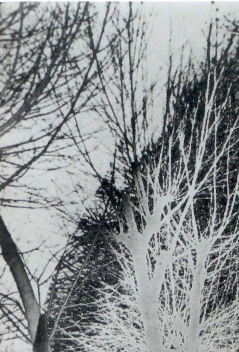 maurice wolman