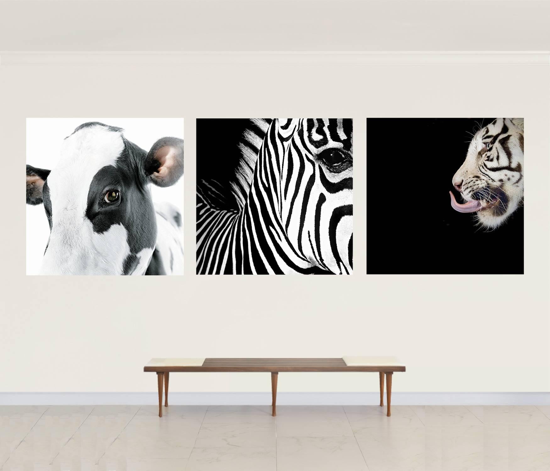 Half Angels Half Demons. Cow 3, Zebra  26 and  TIger 27, Portraits.  Triptych. - Photograph by Mauricio Velez