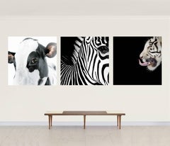 Half Angels Half Demons. Cow 3, Zebra  26 and  TIger 27, Portraits.  Triptych.