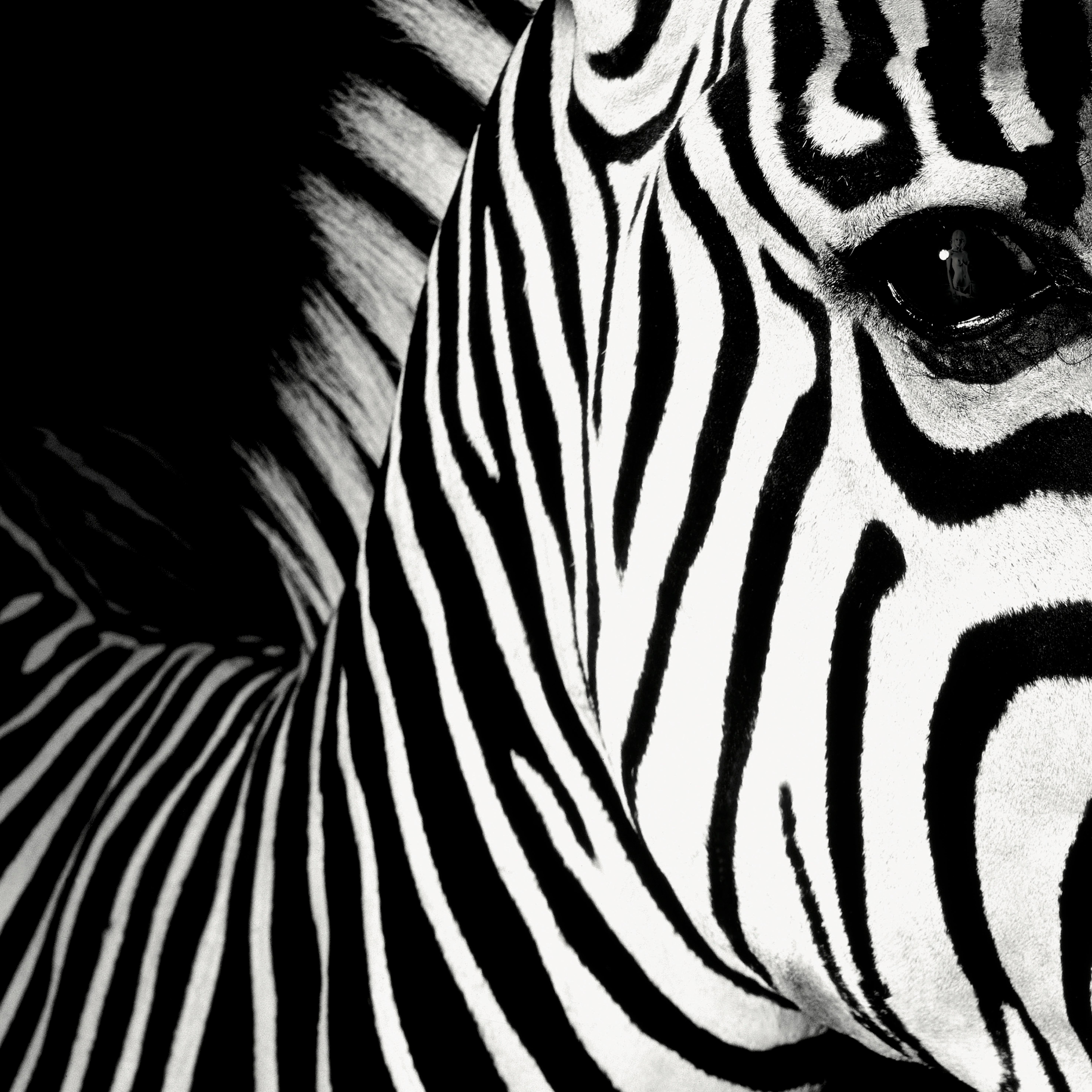 Mauricio Velez Portrait Photograph - Half Angels Half Demons - Zebra #26, Portrait l Black and White Photography