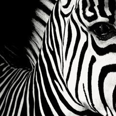 Half Angels Half Demons – Zebra #26, Schwarz-Weiß-Fotografie